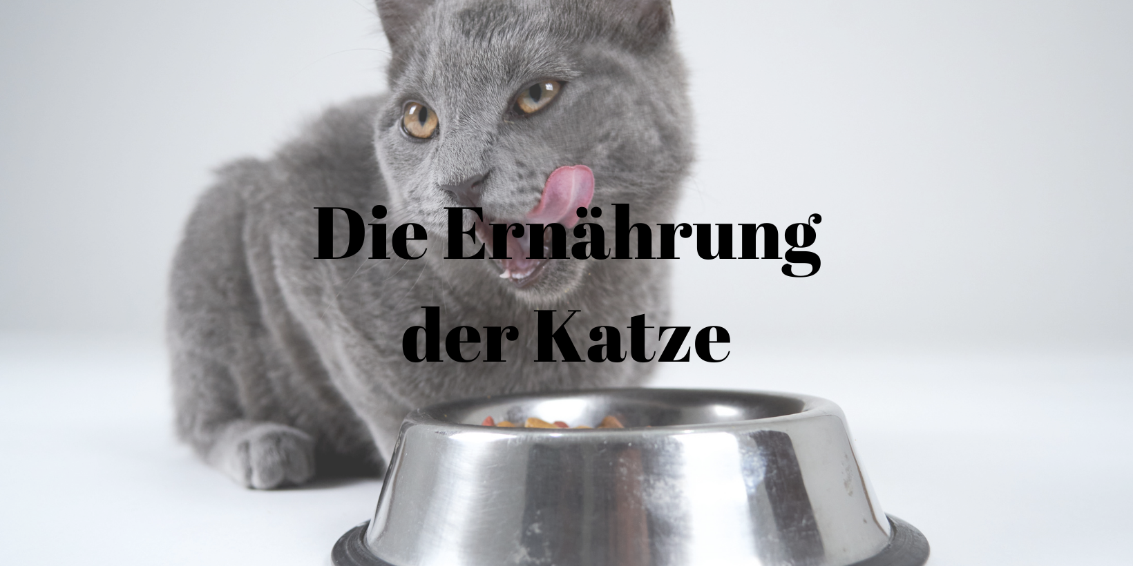 Ernährung Katze