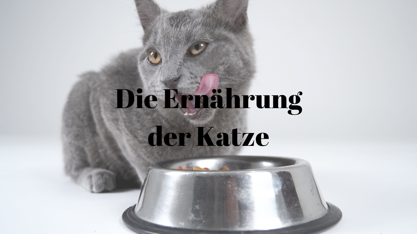 Ernährung Katze