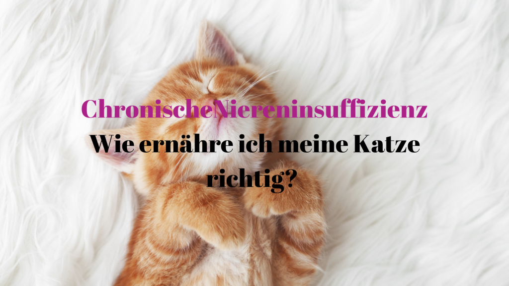 Chronische Niereninsuffizienz Ernährung der Katze PawsomeVetAdvice