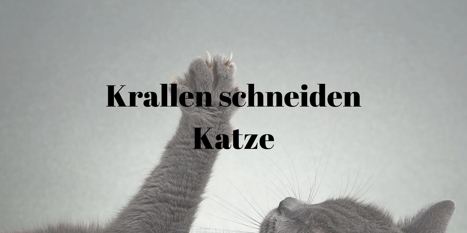 1 Krallen schneiden Katze