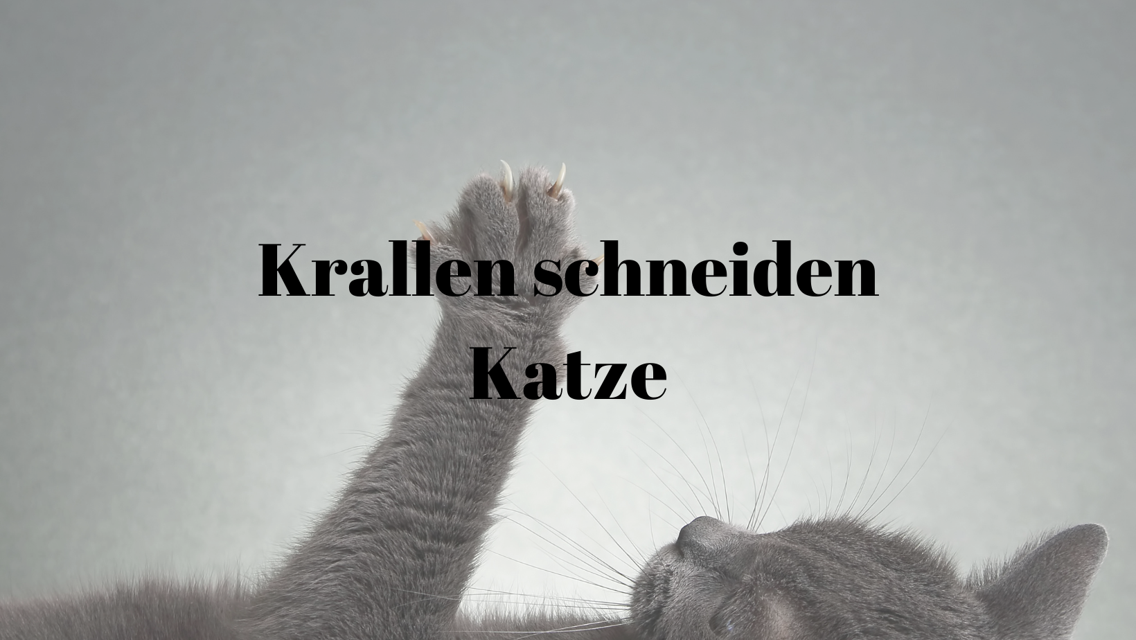 Krallen schneiden Katze