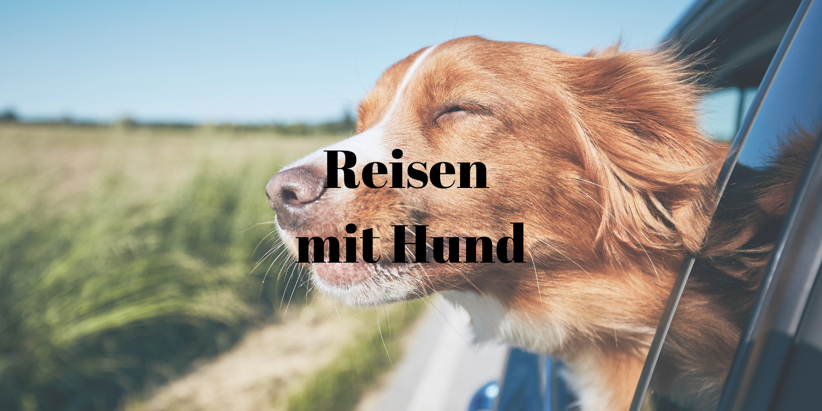 Reisen mit Hund