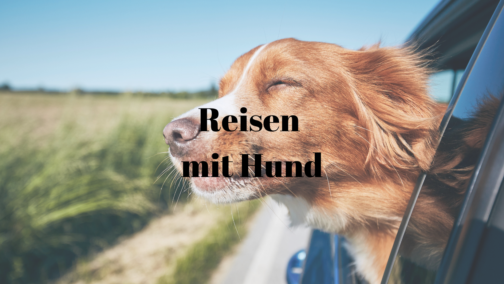 Reisen mit Hund