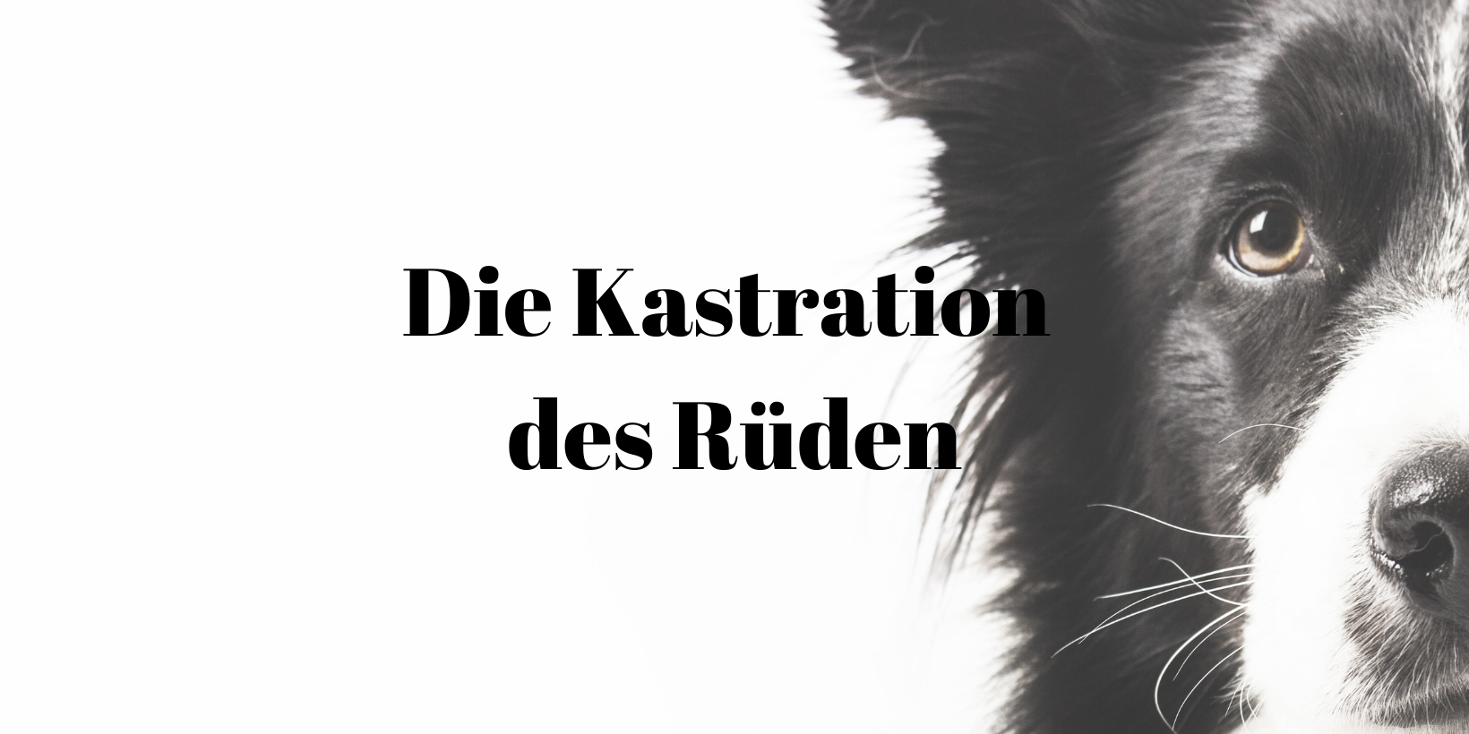 14 Kastration Rüde