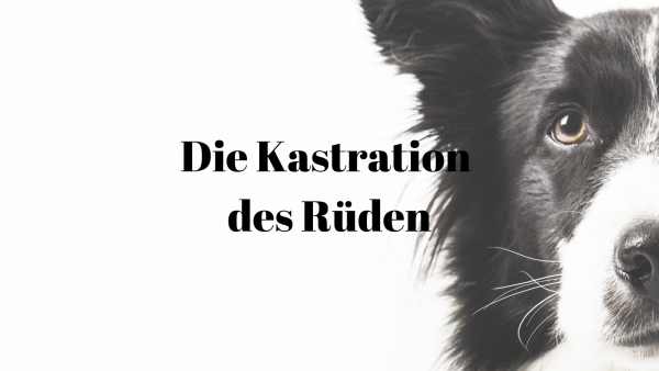 Kastration Rüde