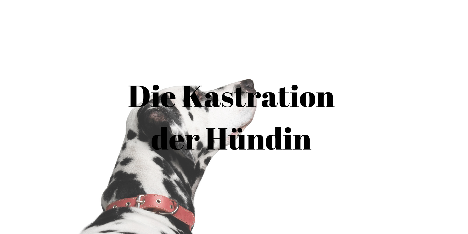 Kastration Hündin