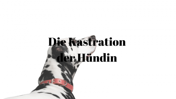Kastration Hündin
