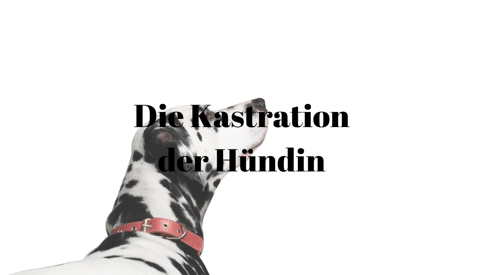 Kastration Hündin