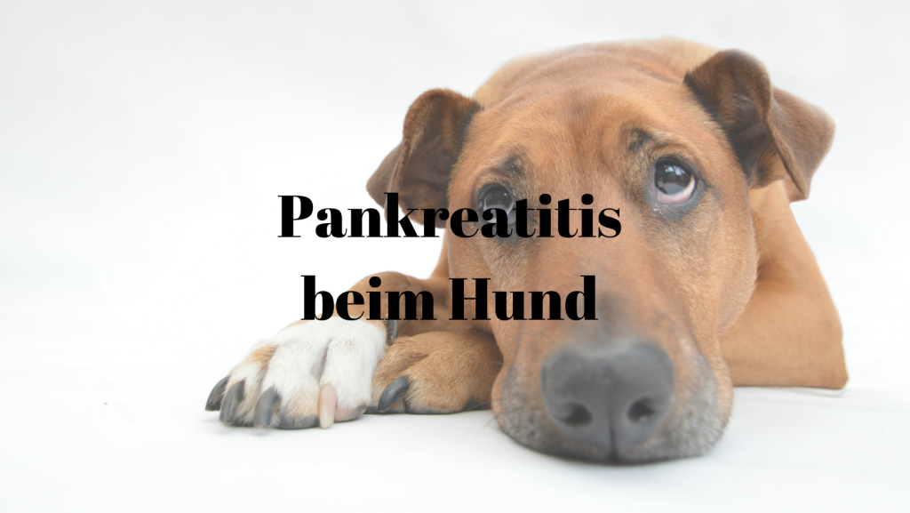 Pankreatitis Hund