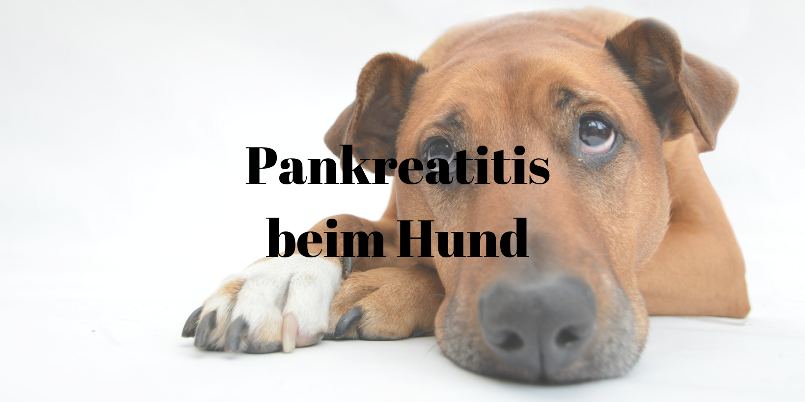 18 Pankreatitis Hund