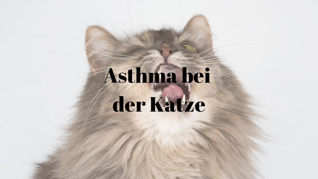 Asthma Katze