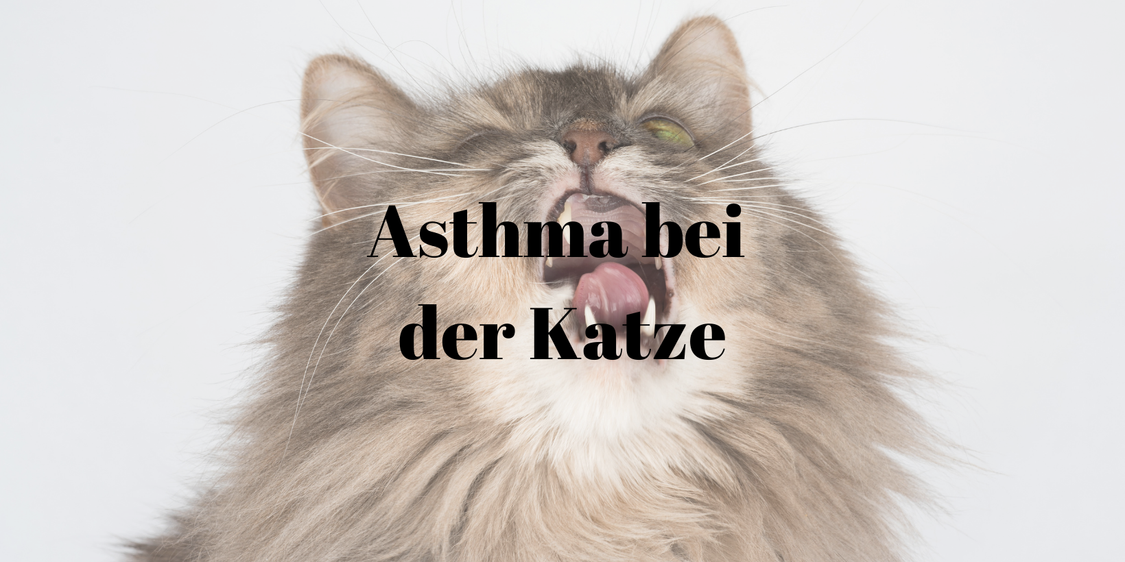 Asthma Katze