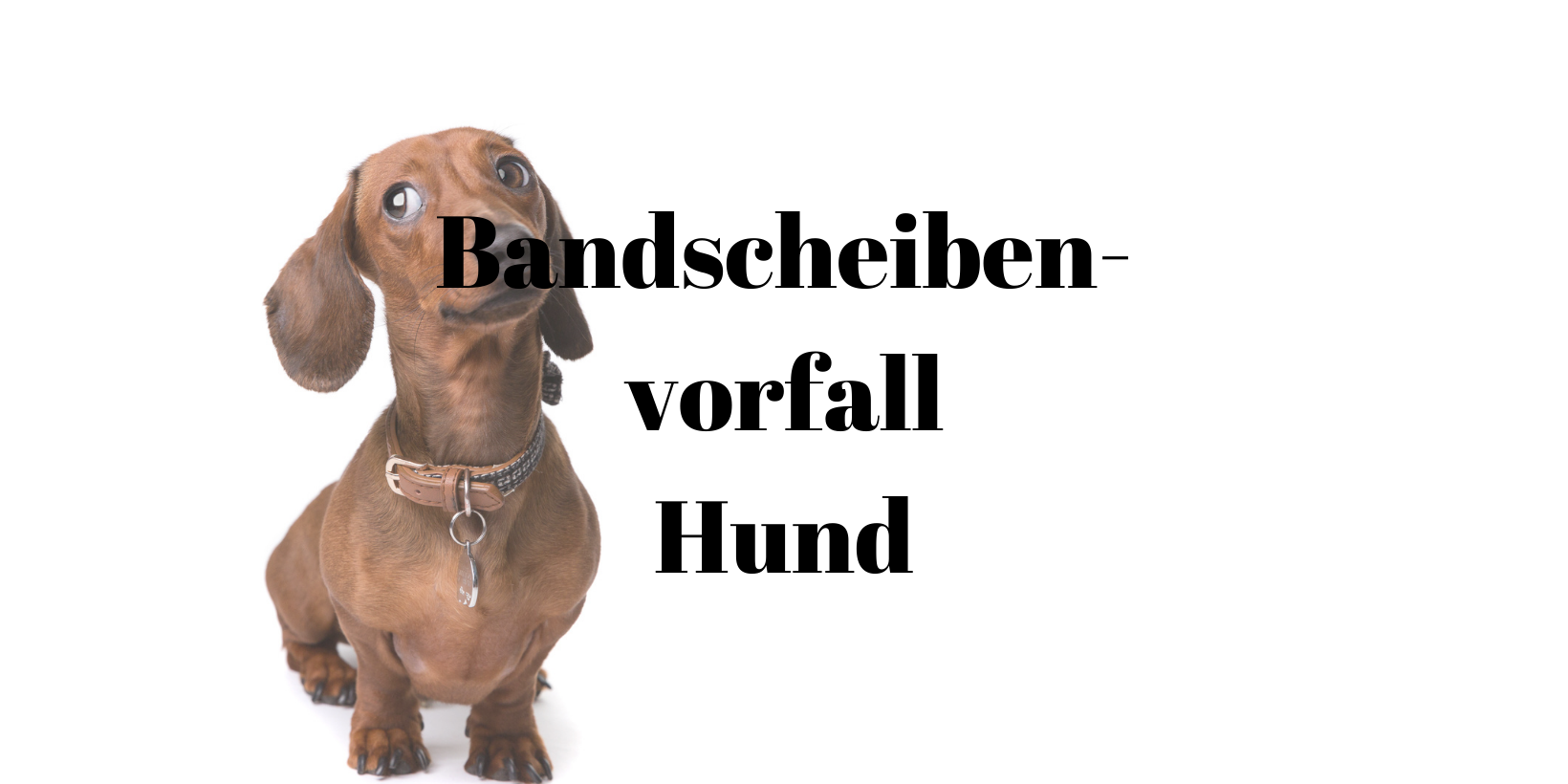 Bandscheibenvorfall Hund