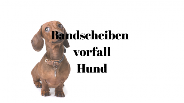 24 Bandscheibenvorfall Hund