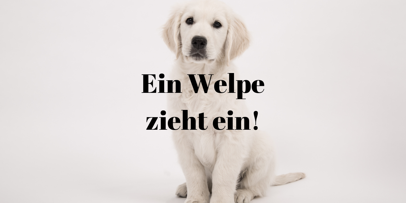 Welpe zieht ein