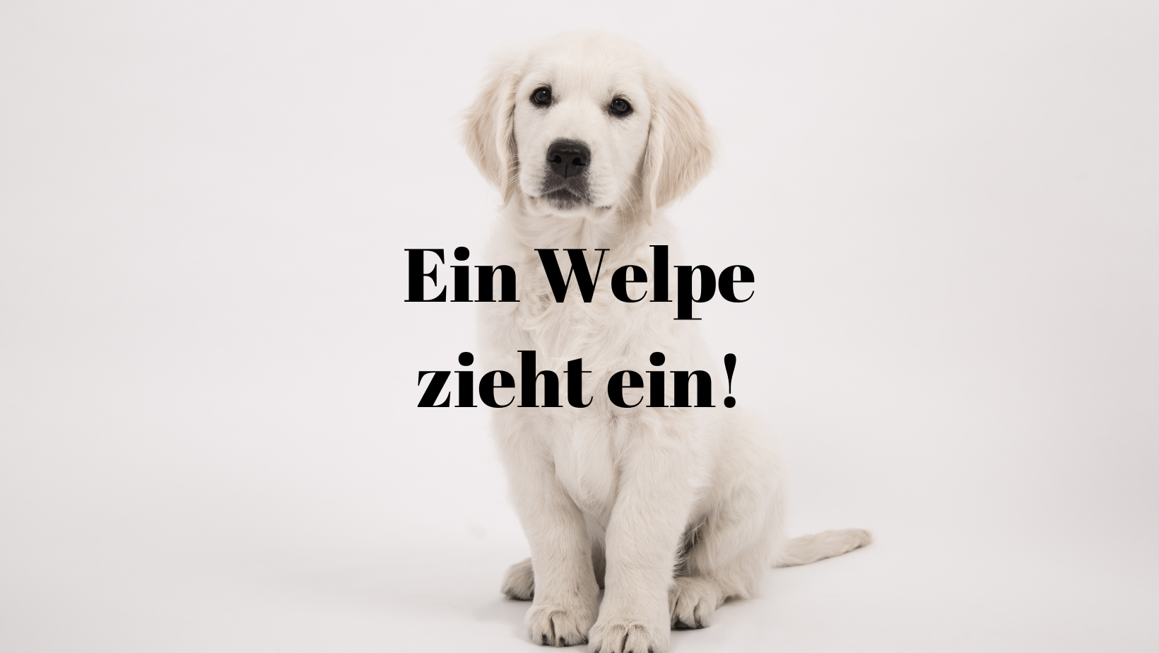 Welpe zieht ein