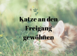 Katze an Freigang gewöhnen