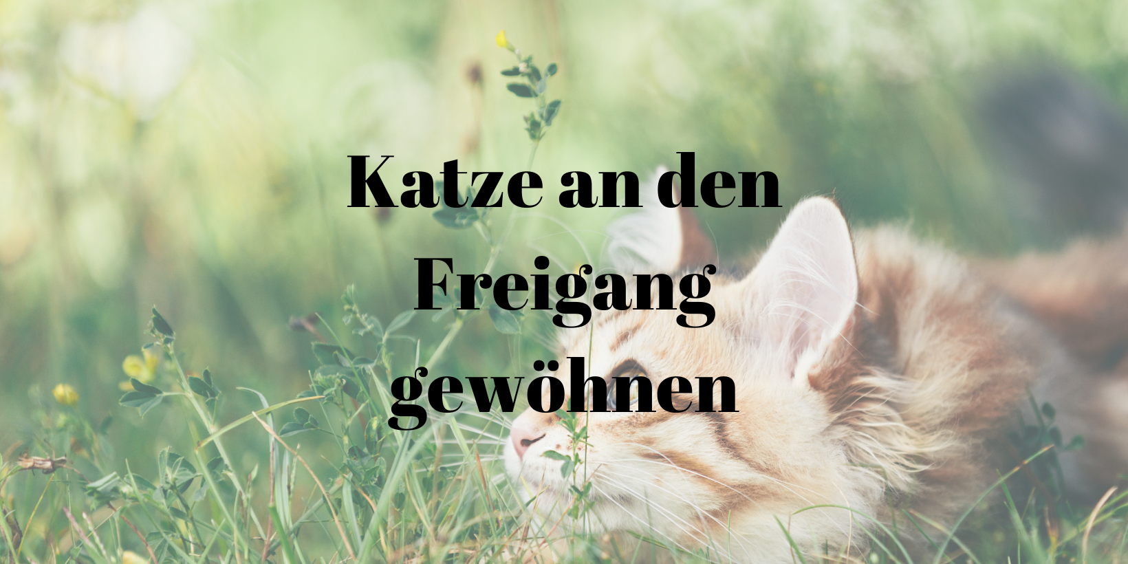Katze an Freigang gewöhnen