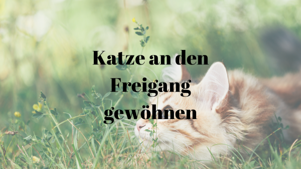 28 Katze an Freigang gewöhnen