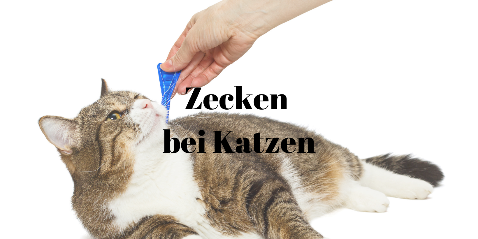 3 Zecken Katze