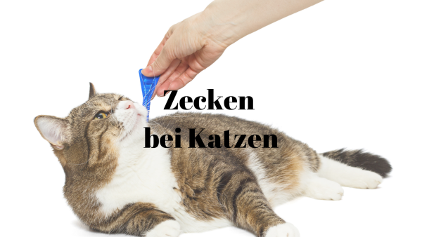 3 Zecken Katze