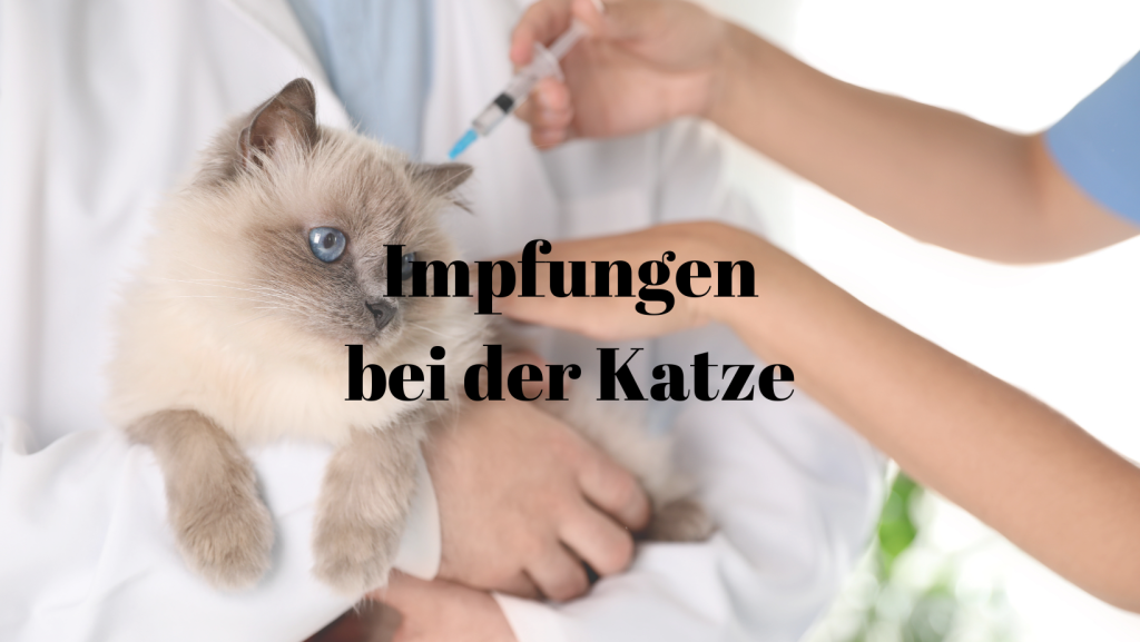 Impfungen Katze