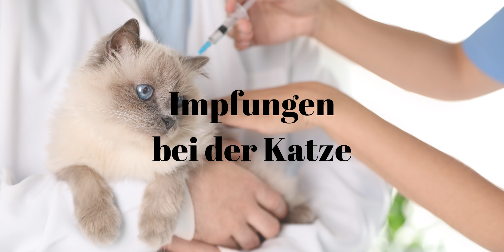 Impfungen Katze