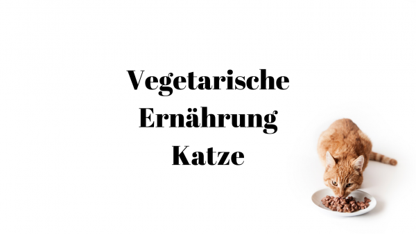32 Vegetarische Ernährung Katze