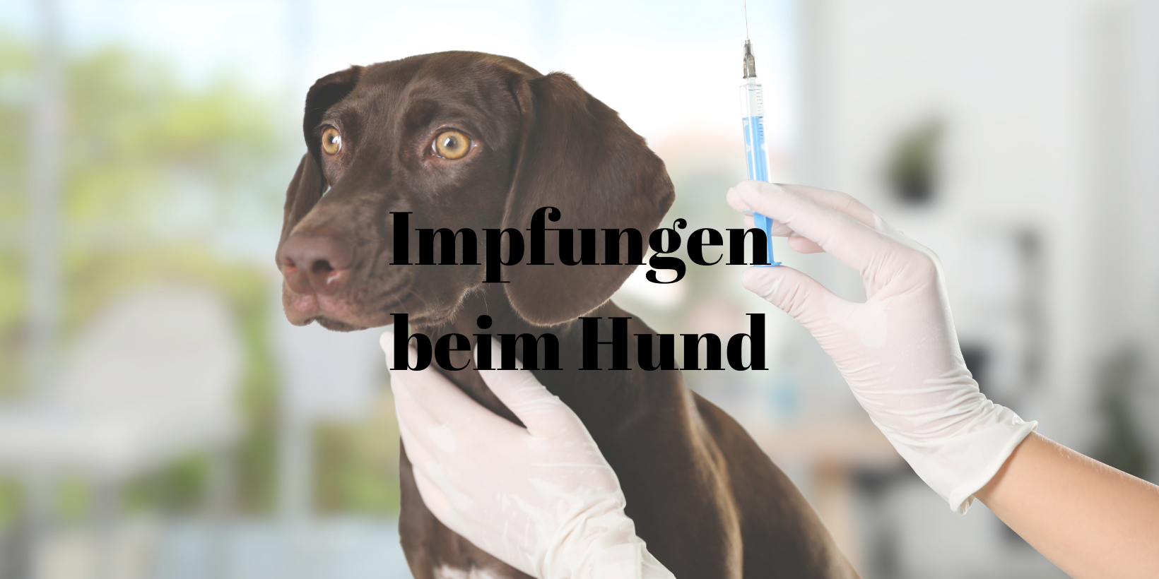 33 Impfungen Hund