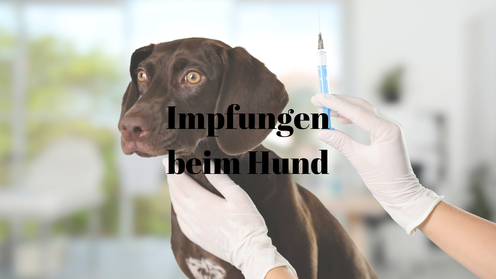 Impfungen Hund