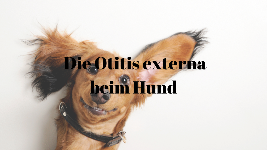 Otitis externa Hund