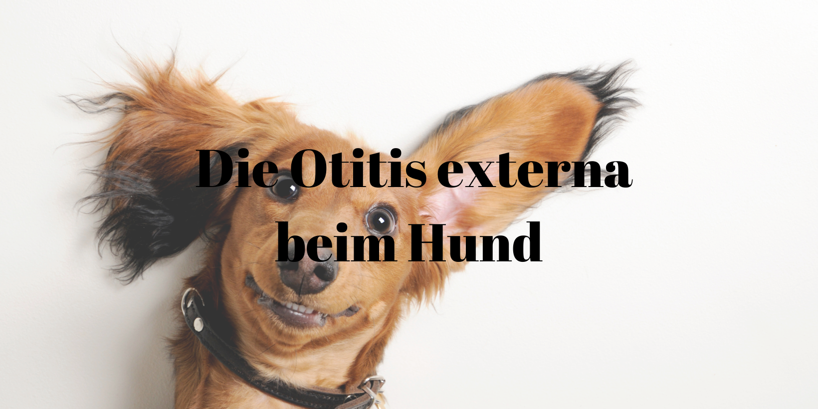 Otitis externa Hund