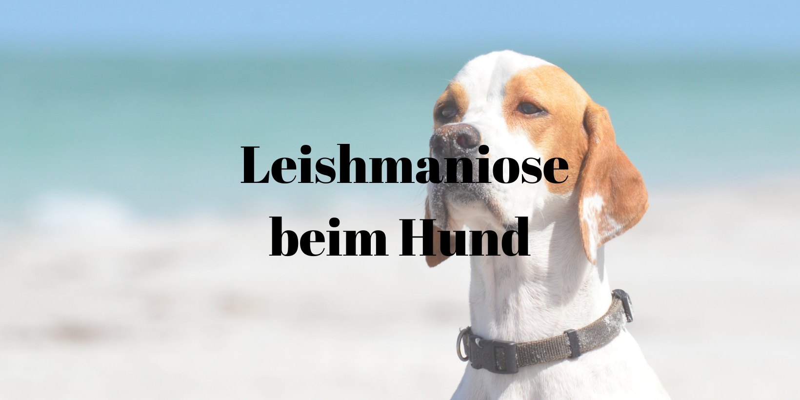 35 Leishmaniose Hund