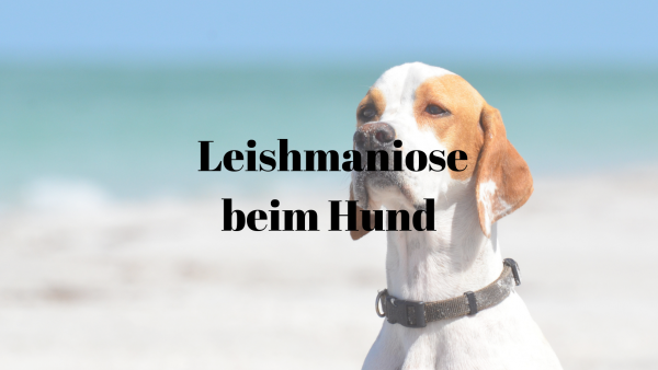 35 Leishmaniose Hund