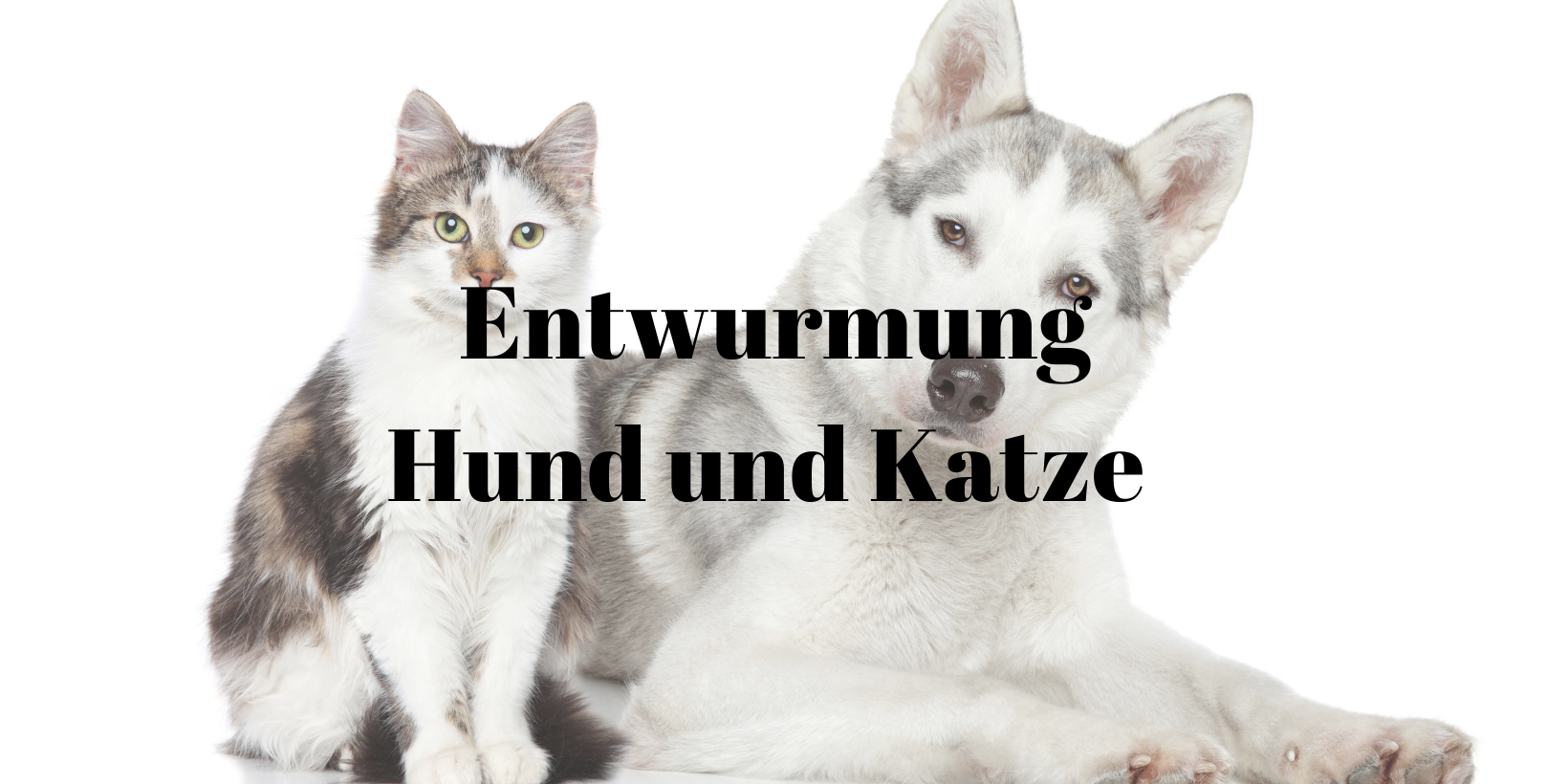 36 Entwarnung Hund und Katze