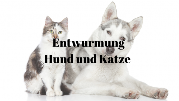 36 Entwarnung Hund und Katze