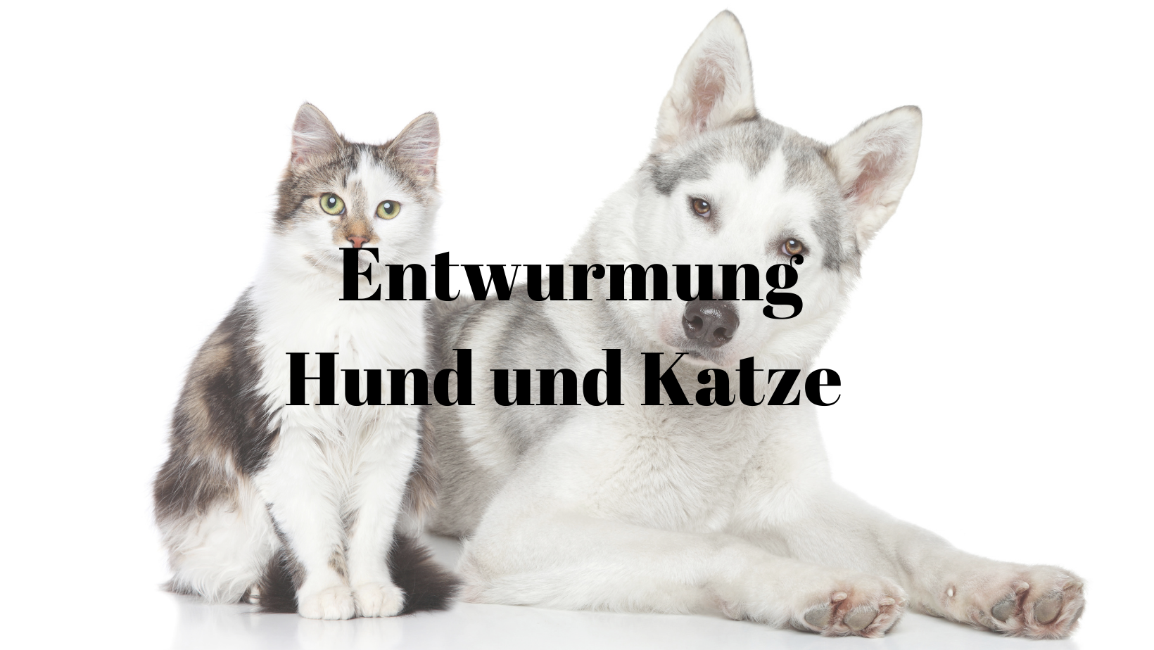 Entwarnung Hund und Katze