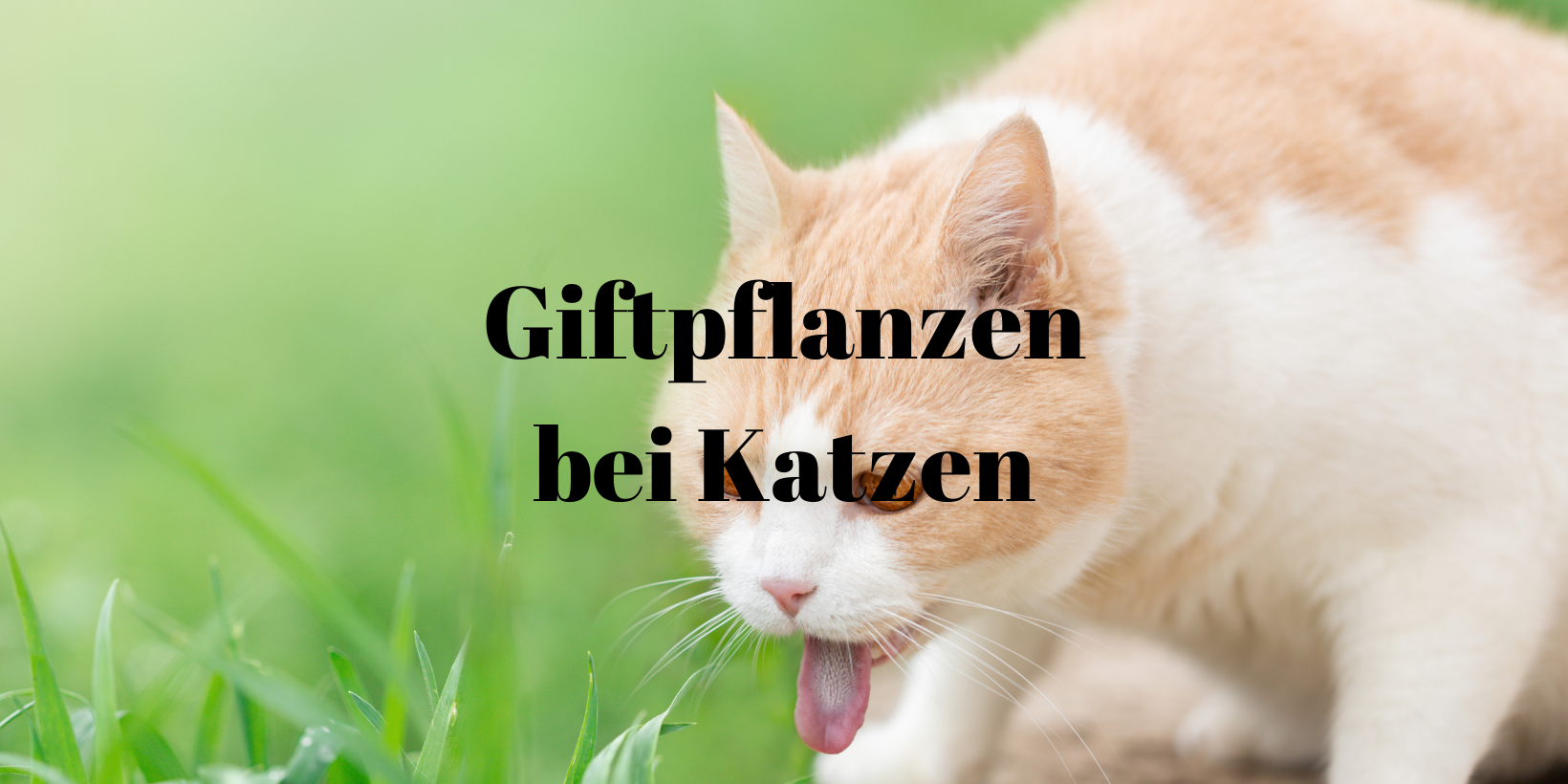 38 Giftpflanzen Katze