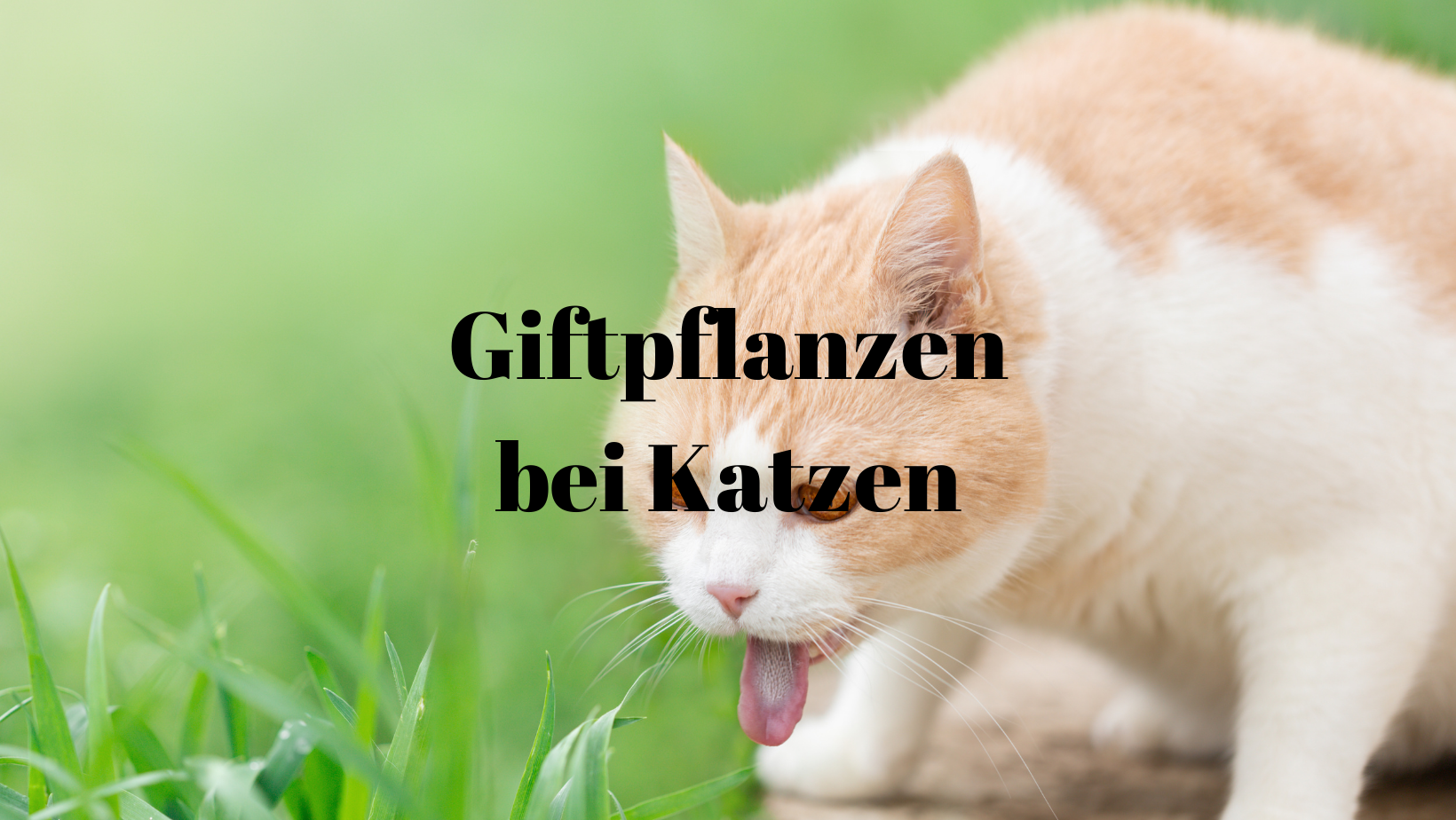 Giftpflanzen Katze