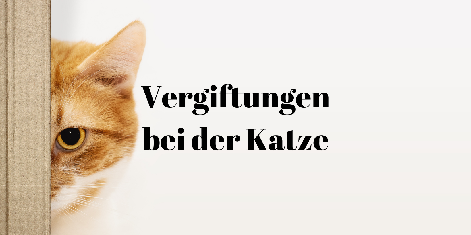 39 Vergiftungen Katze