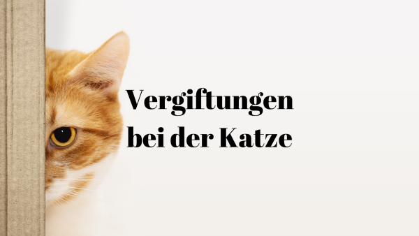 Vergiftungen Katze