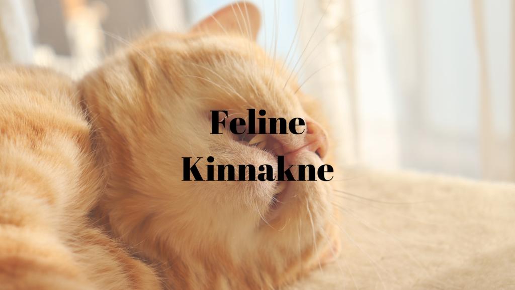 Feline Kinnakne