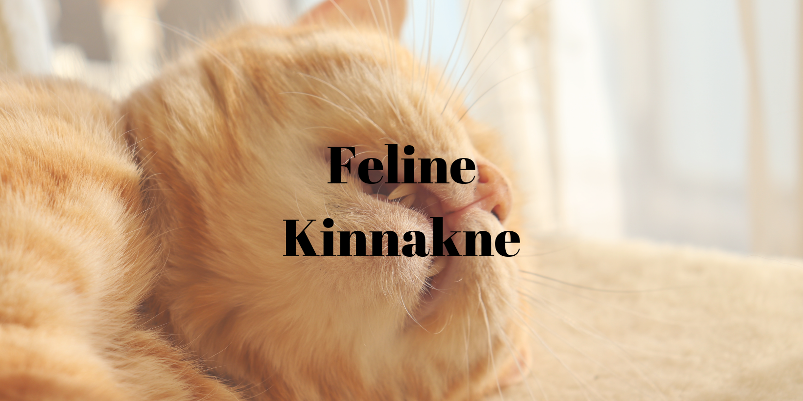 40 Feline Kinnakne