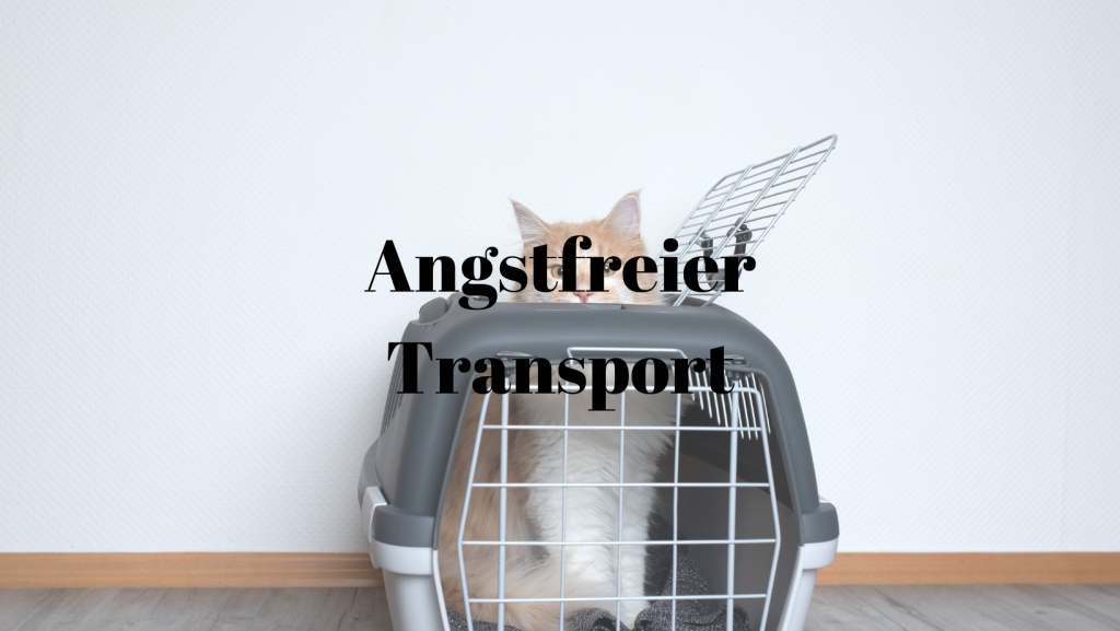 Angstfreier Transport Katze