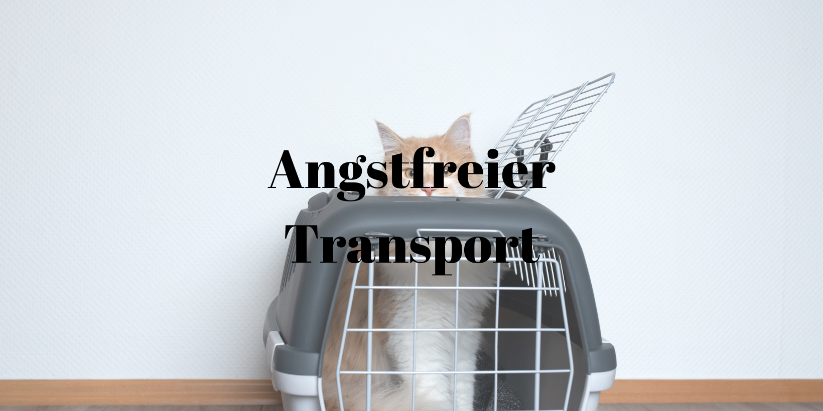 41 Angstfreier Transport Katze
