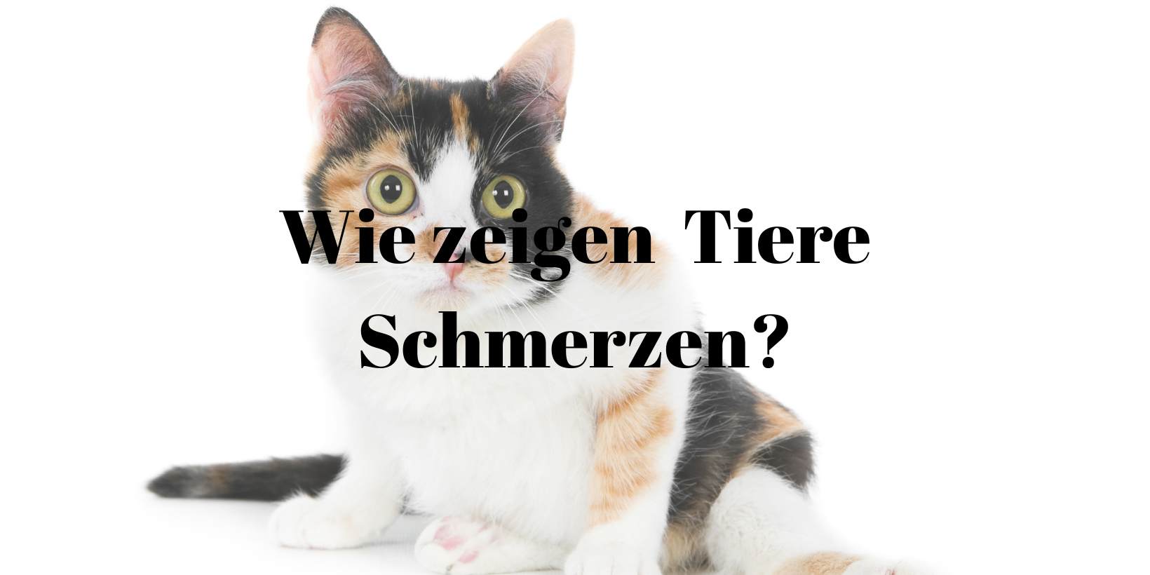 Schmerzen Tiere