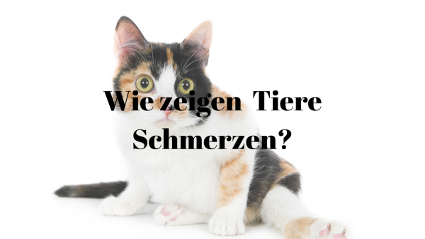 42 Schmerzen Tiere