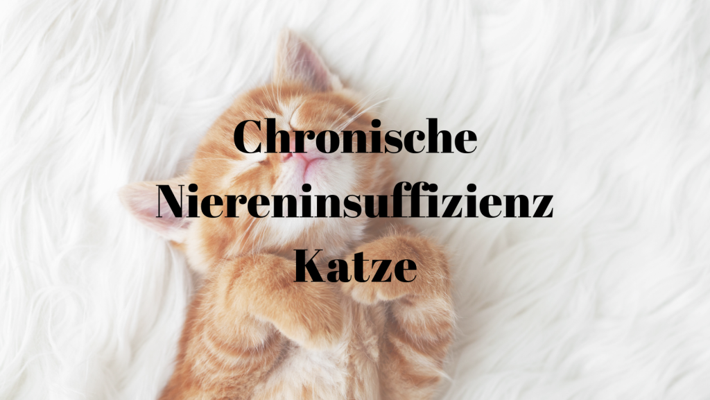 Chronische Niereninsuffizienz Katze