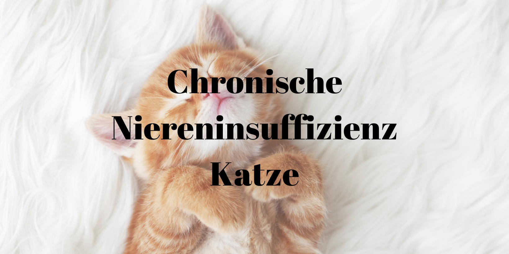 43 Chronische Niereninsuffizienz Katze