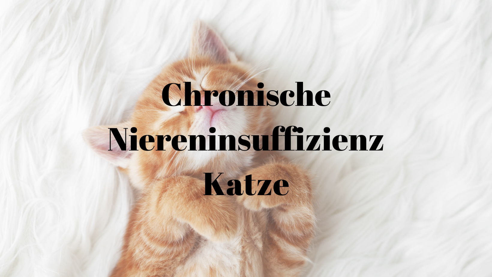 Chronische Niereninsuffizienz Katze